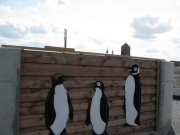 Pinguine in Stralsund (II)