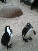 Pinguin