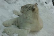 Weißer Bengaltiger im Zoo Liberec