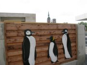 Pinguine in Stralsund (I)