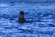 Seehunde in der Lagune